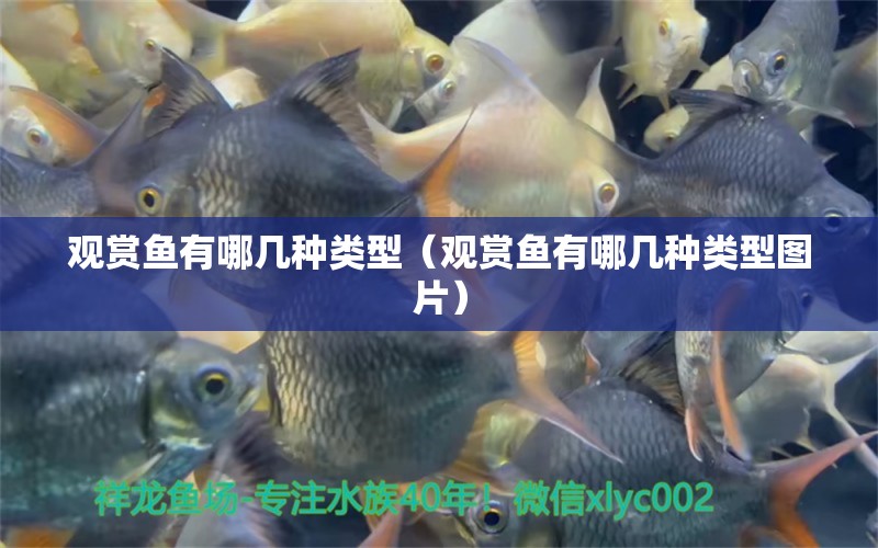 觀賞魚有哪幾種類型（觀賞魚有哪幾種類型圖片）