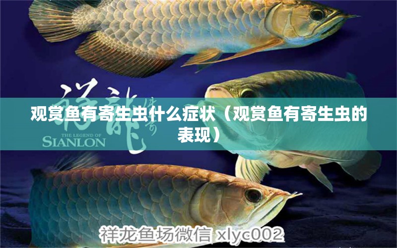 觀賞魚有寄生蟲什么癥狀（觀賞魚有寄生蟲的表現(xiàn)）