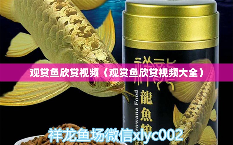 觀賞魚欣賞視頻（觀賞魚欣賞視頻大全）