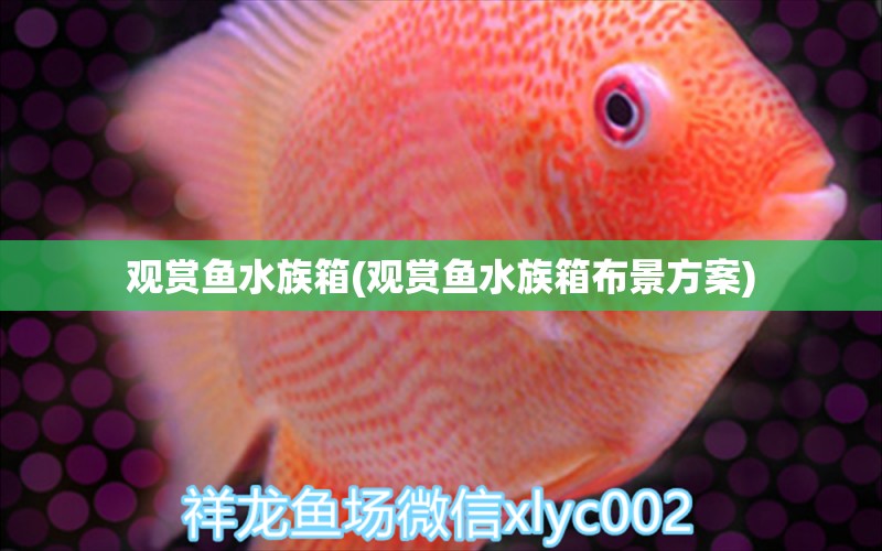 觀賞魚(yú)水族箱(觀賞魚(yú)水族箱布景方案)