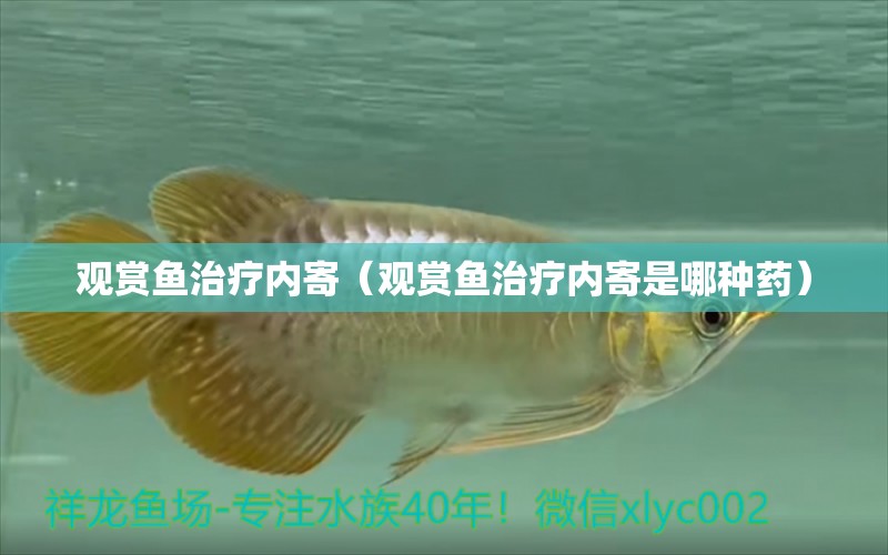 觀賞魚治療內(nèi)寄（觀賞魚治療內(nèi)寄是哪種藥）