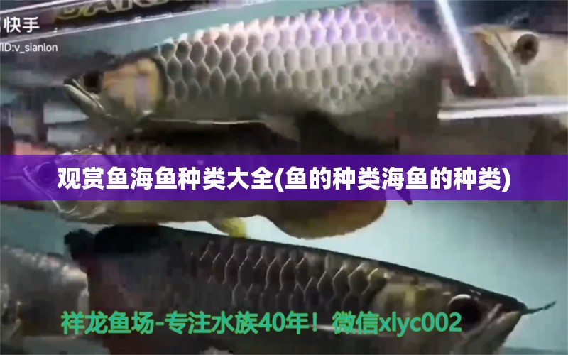 觀賞魚海魚種類大全(魚的種類海魚的種類) 暹羅巨鯉