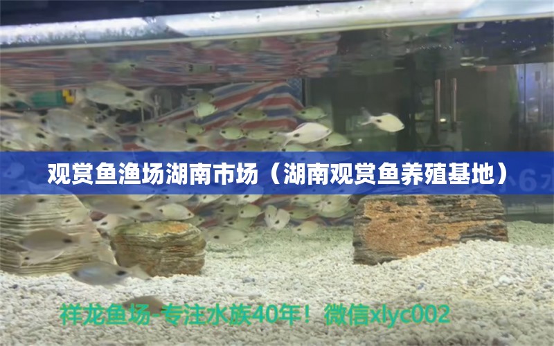 觀賞魚漁場湖南市場（湖南觀賞魚養(yǎng)殖基地）