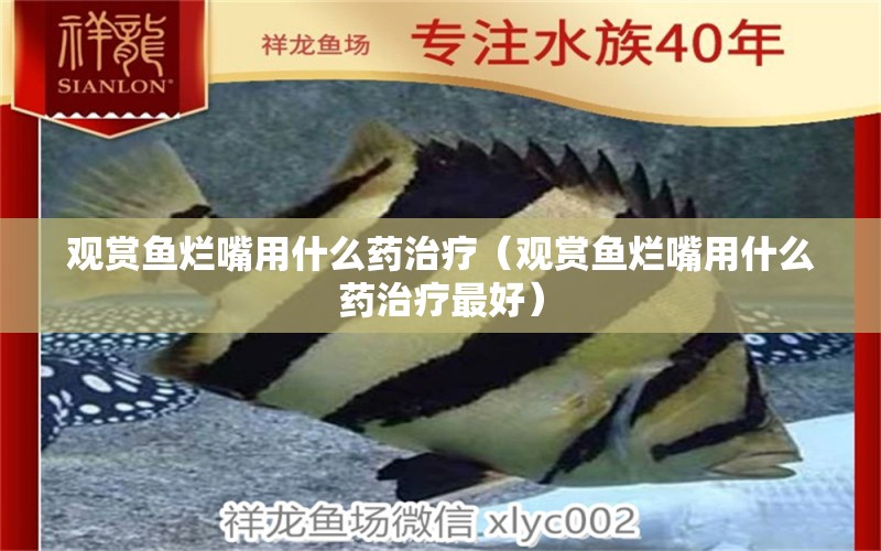 觀賞魚(yú)爛嘴用什么藥治療（觀賞魚(yú)爛嘴用什么藥治療最好）