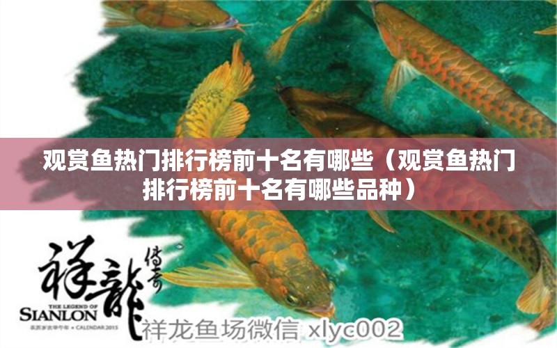 觀賞魚熱門排行榜前十名有哪些（觀賞魚熱門排行榜前十名有哪些品種）