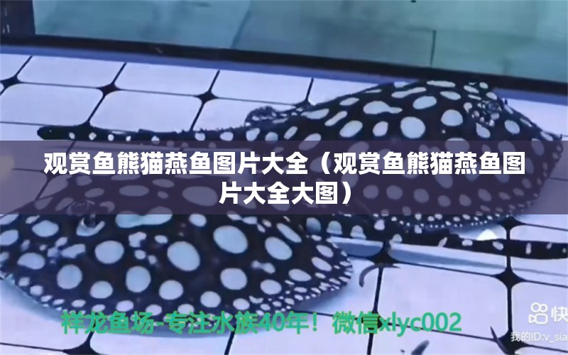 觀賞魚熊貓燕魚圖片大全（觀賞魚熊貓燕魚圖片大全大圖） 紅尾平克魚