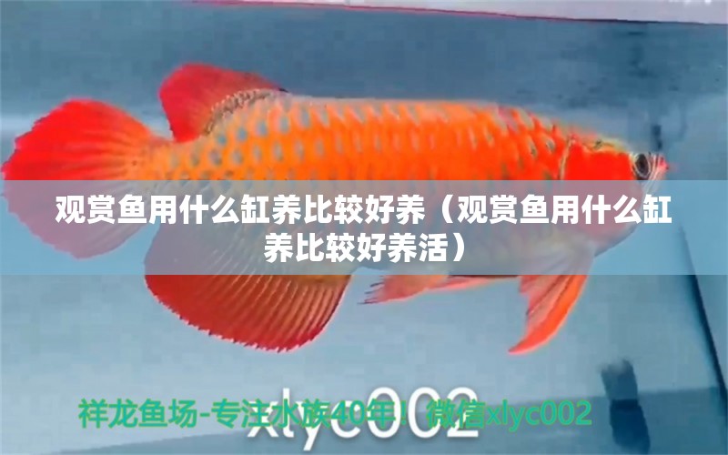 觀賞魚用什么缸養(yǎng)比較好養(yǎng)（觀賞魚用什么缸養(yǎng)比較好養(yǎng)活）