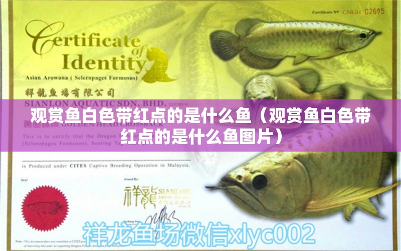 觀賞魚白色帶紅點(diǎn)的是什么魚（觀賞魚白色帶紅點(diǎn)的是什么魚圖片） 祥龍魚場