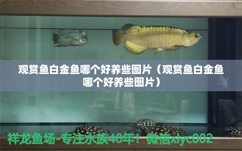 觀賞魚白金魚哪個(gè)好養(yǎng)些圖片（觀賞魚白金魚哪個(gè)好養(yǎng)些圖片）