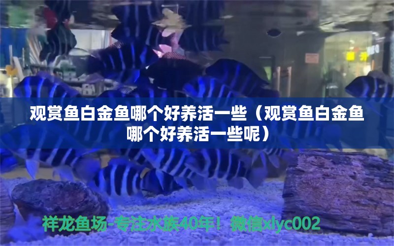 觀賞魚(yú)白金魚(yú)哪個(gè)好養(yǎng)活一些（觀賞魚(yú)白金魚(yú)哪個(gè)好養(yǎng)活一些呢） 委內(nèi)瑞拉奧里諾三間魚(yú)