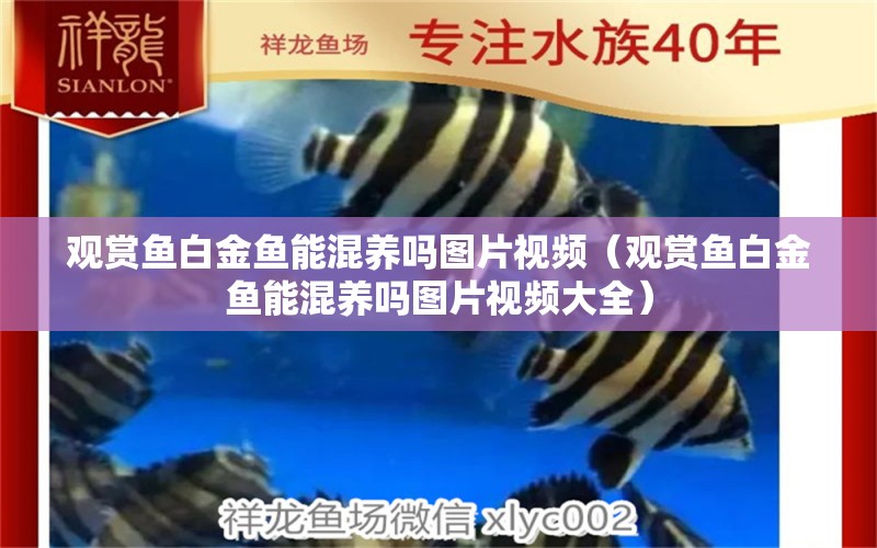 觀賞魚白金魚能混養(yǎng)嗎圖片視頻（觀賞魚白金魚能混養(yǎng)嗎圖片視頻大全）