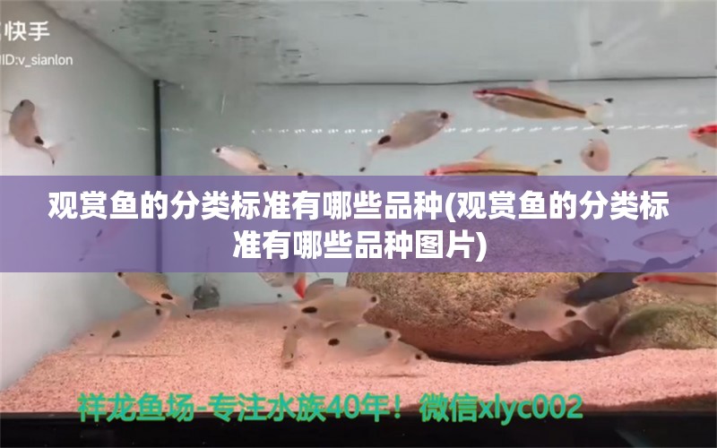 觀賞魚的分類標準有哪些品種(觀賞魚的分類標準有哪些品種圖片) 豬鼻龜