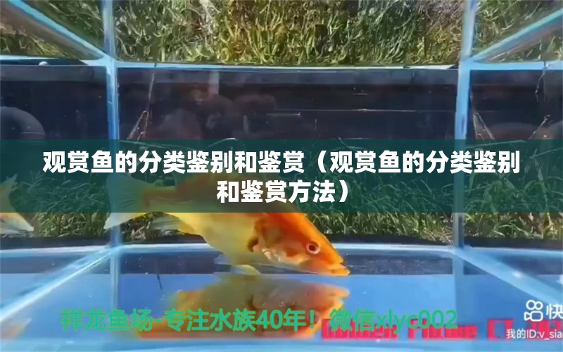 觀賞魚的分類鑒別和鑒賞（觀賞魚的分類鑒別和鑒賞方法）