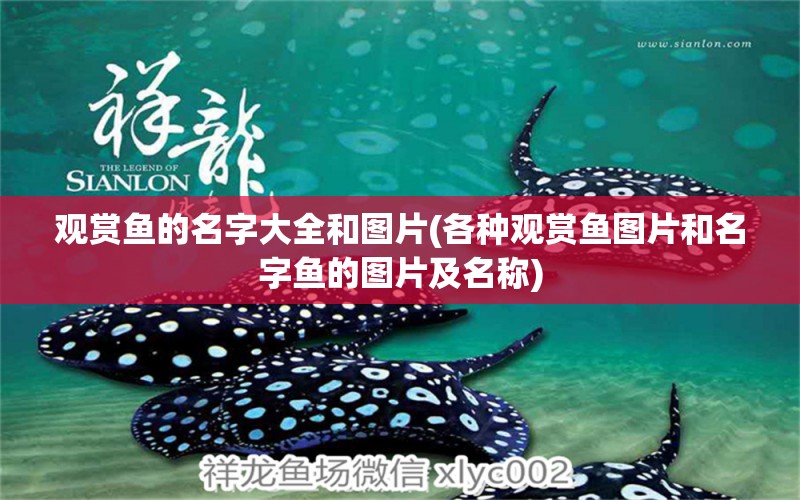 觀賞魚的名字大全和圖片(各種觀賞魚圖片和名字魚的圖片及名稱) 觀賞魚批發(fā)