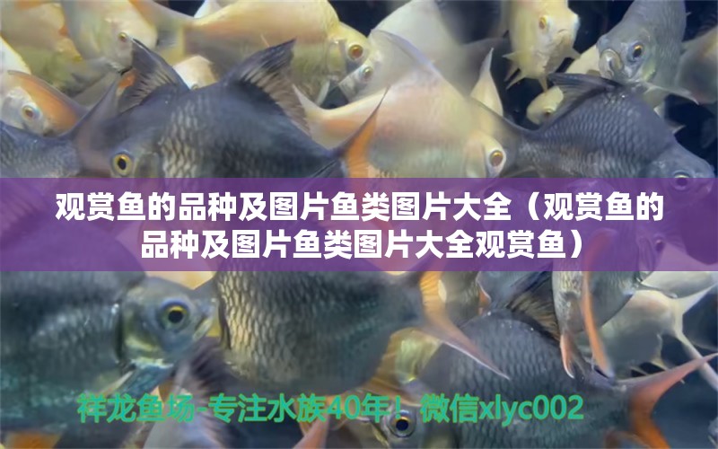 觀賞魚的品種及圖片魚類圖片大全（觀賞魚的品種及圖片魚類圖片大全觀賞魚） 祥龍水族醫(yī)院