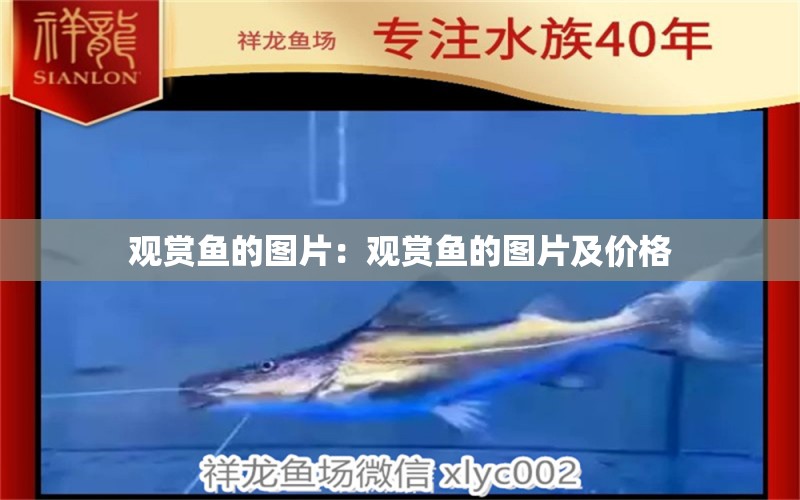 觀賞魚(yú)的圖片：觀賞魚(yú)的圖片及價(jià)格 廣州水族器材濾材批發(fā)市場(chǎng)