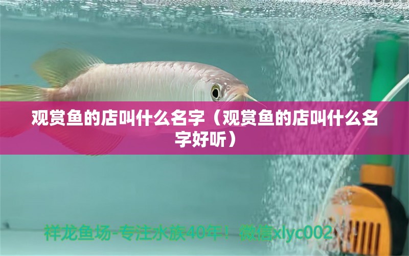 觀賞魚的店叫什么名字（觀賞魚的店叫什么名字好聽） 鴨嘴鯊魚