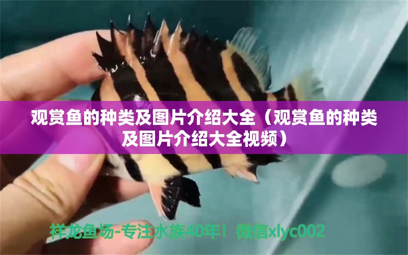 觀賞魚的種類及圖片介紹大全（觀賞魚的種類及圖片介紹大全視頻） yee