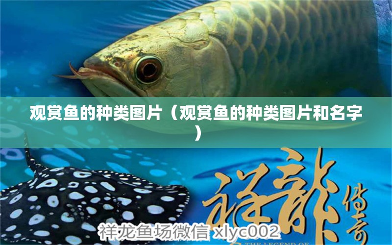 觀賞魚的種類圖片（觀賞魚的種類圖片和名字） 藍底過背金龍魚