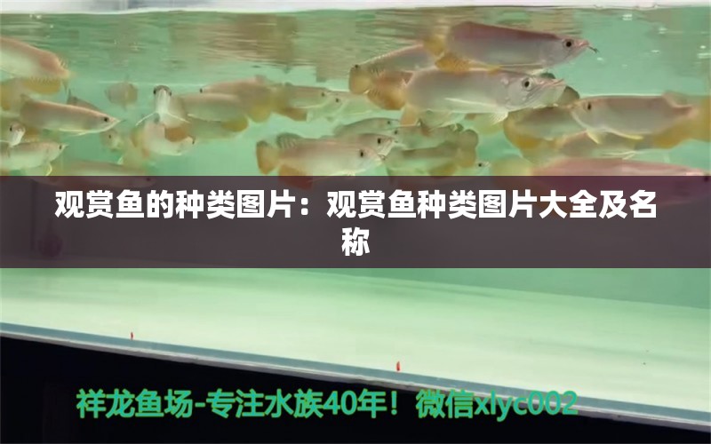 觀賞魚的種類圖片：觀賞魚種類圖片大全及名稱