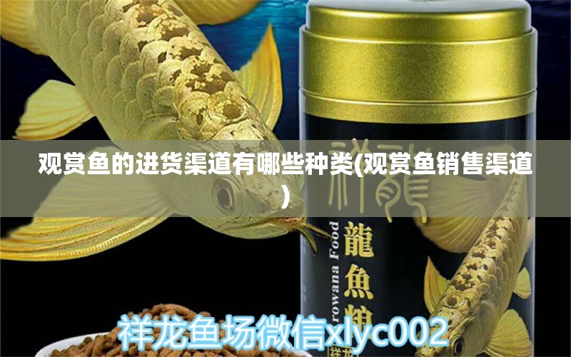 觀賞魚的進(jìn)貨渠道有哪些種類(觀賞魚銷售渠道) 電鰻