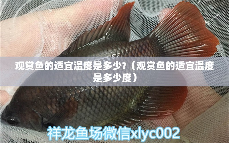 觀賞魚的適宜溫度是多少?（觀賞魚的適宜溫度是多少度）