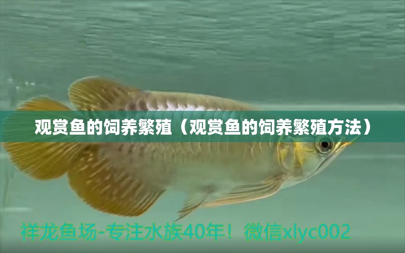 觀賞魚(yú)的飼養(yǎng)繁殖（觀賞魚(yú)的飼養(yǎng)繁殖方法）