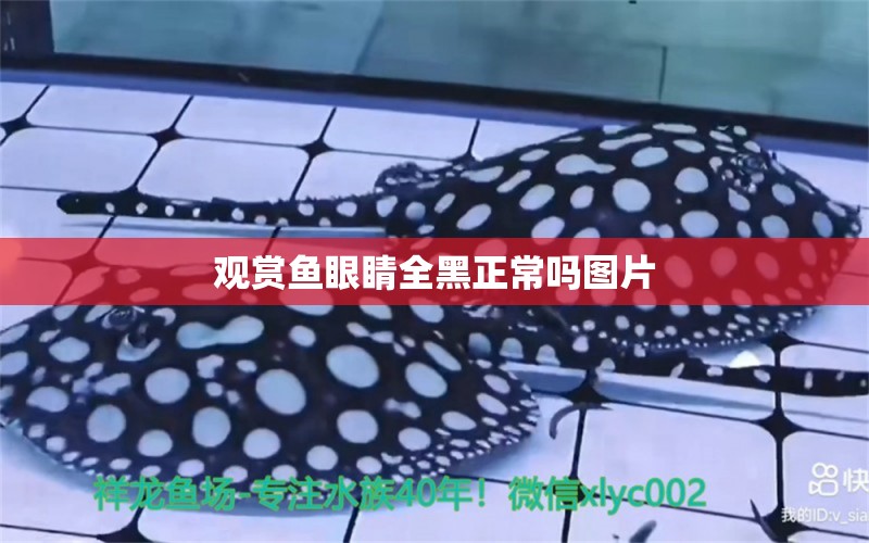 觀賞魚眼睛全黑正常嗎圖片