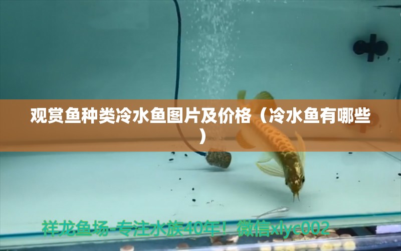 觀賞魚種類冷水魚圖片及價(jià)格（冷水魚有哪些）