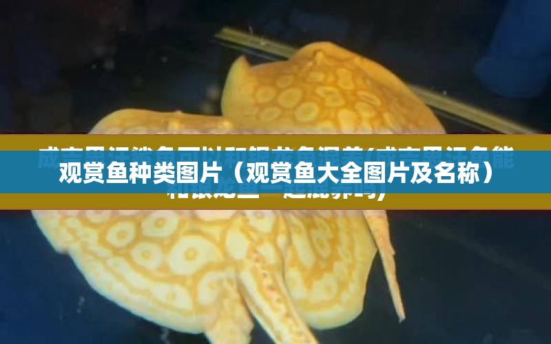 觀賞魚種類圖片（觀賞魚大全圖片及名稱） 黃金斑馬魚 第1張