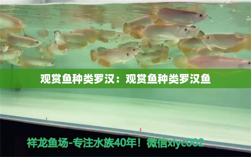 觀賞魚種類羅漢：觀賞魚種類羅漢魚 羅漢魚