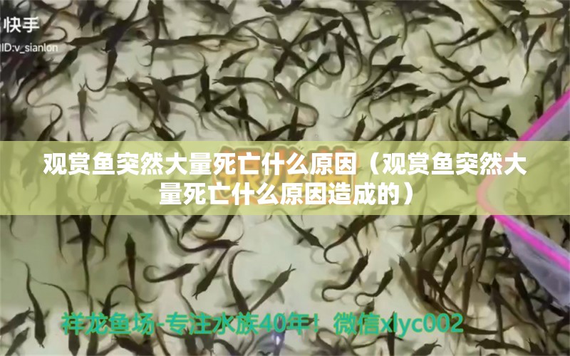 觀賞魚突然大量死亡什么原因（觀賞魚突然大量死亡什么原因造成的） 過背金龍魚