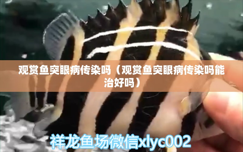 觀賞魚突眼病傳染嗎（觀賞魚突眼病傳染嗎能治好嗎）