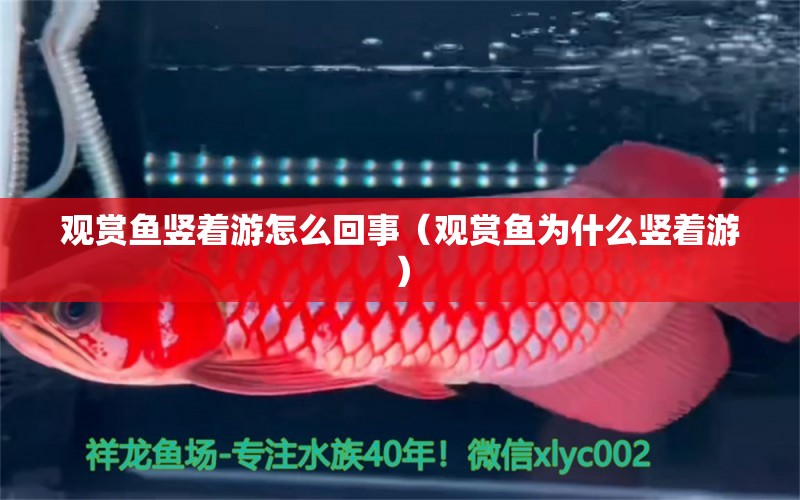 觀賞魚豎著游怎么回事（觀賞魚為什么豎著游） 三色錦鯉魚 第2張