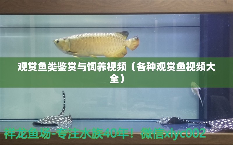 觀賞魚類鑒賞與飼養(yǎng)視頻（各種觀賞魚視頻大全）