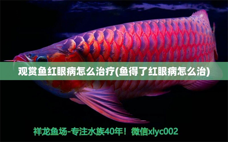 觀賞魚紅眼病怎么治療(魚得了紅眼病怎么治) 白子關(guān)刀魚苗