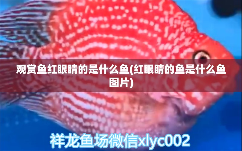 觀賞魚紅眼睛的是什么魚(紅眼睛的魚是什么魚圖片) 女王大帆魚