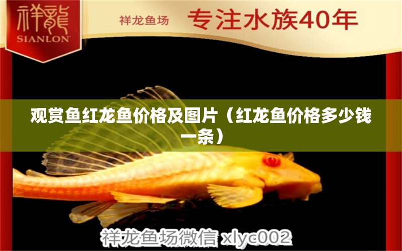 觀賞魚紅龍魚價格及圖片（紅龍魚價格多少錢一條） 泰國虎魚（泰虎）