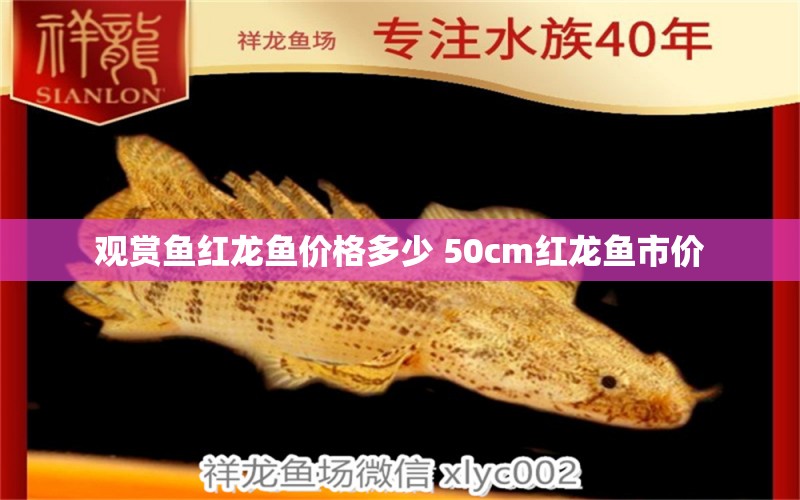 觀賞魚紅龍魚價格多少 50cm紅龍魚市價 黑桃A魚苗 第1張