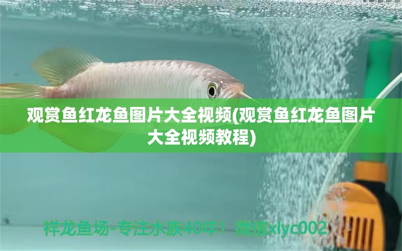 觀(guān)賞魚(yú)紅龍魚(yú)圖片大全視頻(觀(guān)賞魚(yú)紅龍魚(yú)圖片大全視頻教程) 印尼虎苗