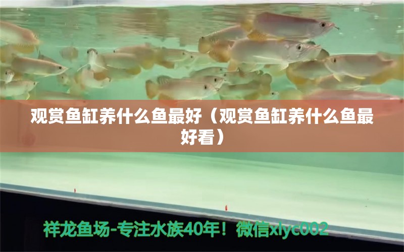 觀賞魚(yú)缸養(yǎng)什么魚(yú)最好（觀賞魚(yú)缸養(yǎng)什么魚(yú)最好看） 觀賞魚(yú)市場(chǎng)（混養(yǎng)魚(yú)）