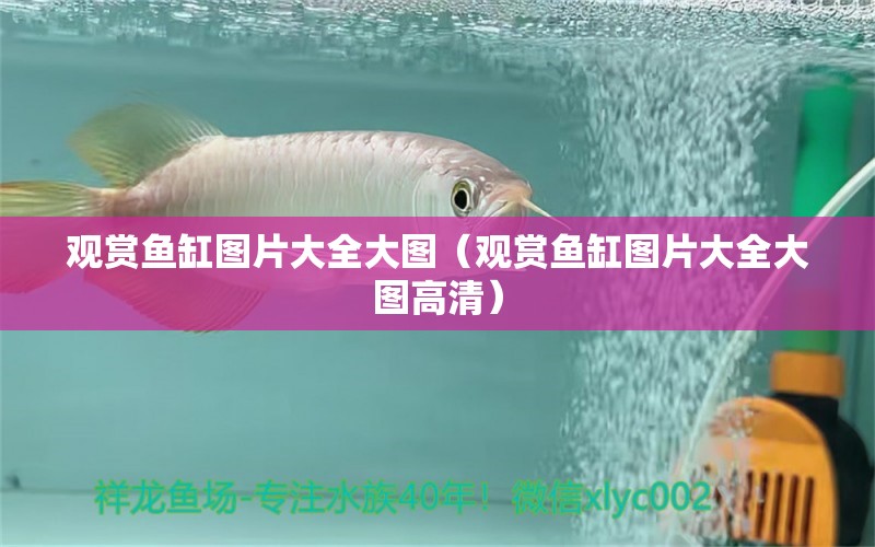 觀賞魚缸圖片大全大圖（觀賞魚缸圖片大全大圖高清）