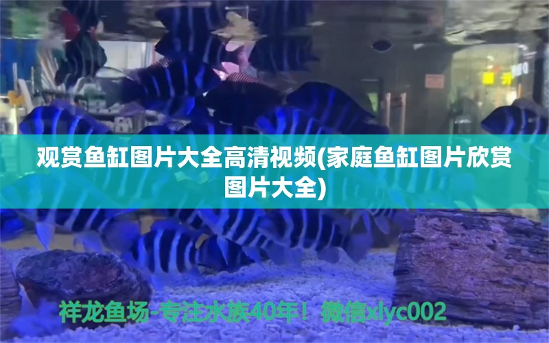 觀賞魚缸圖片大全高清視頻(家庭魚缸圖片欣賞圖片大全)