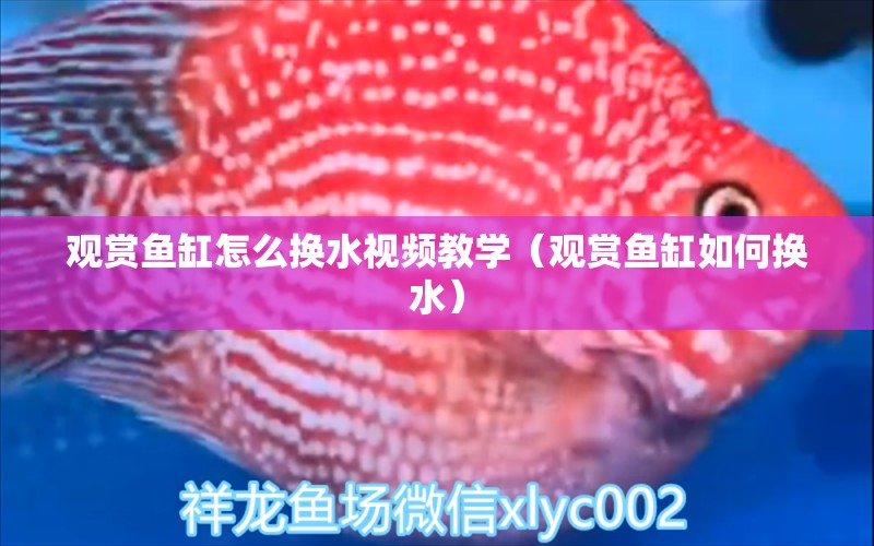 觀賞魚缸怎么換水視頻教學（觀賞魚缸如何換水）