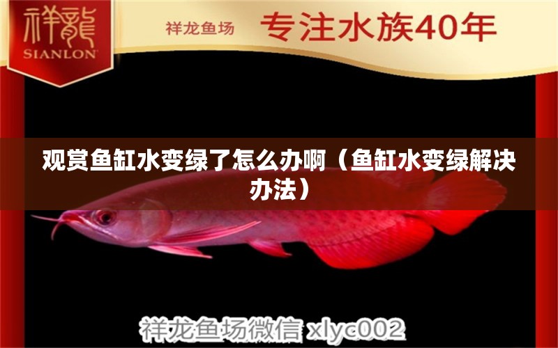 觀賞魚缸水變綠了怎么辦?。~缸水變綠解決辦法）