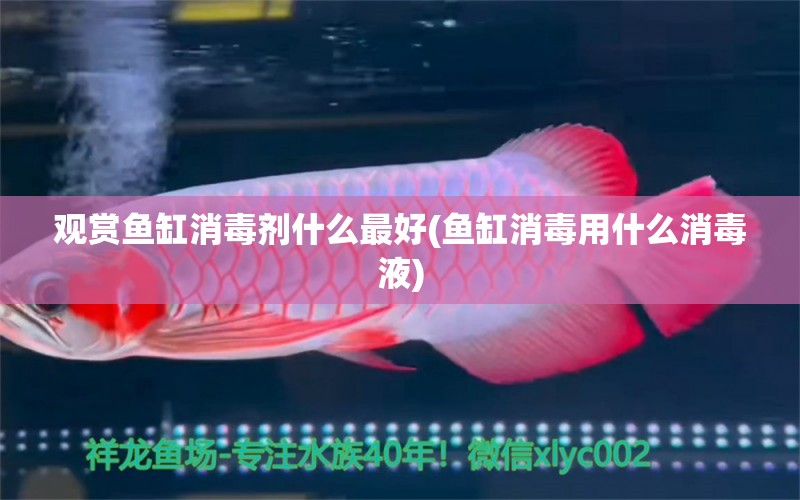 觀賞魚缸消毒劑什么最好(魚缸消毒用什么消毒液) 非洲象鼻魚