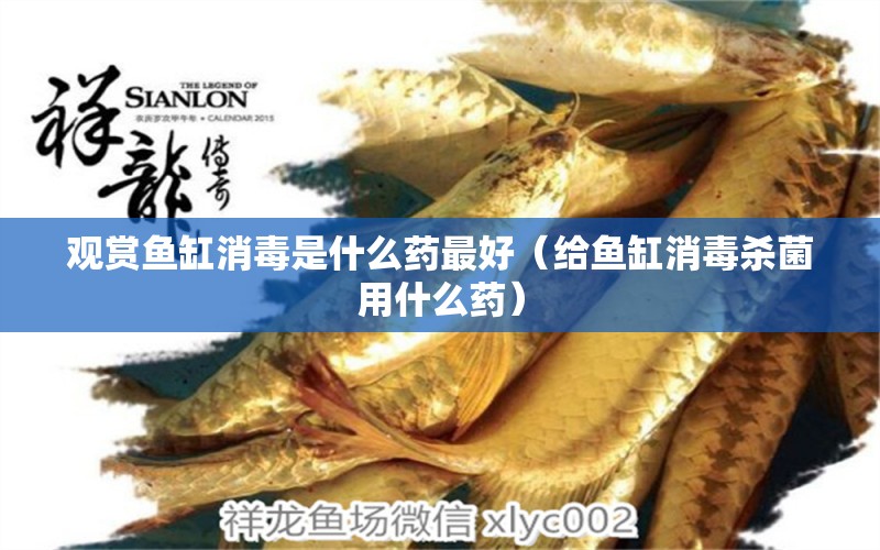 觀賞魚缸消毒是什么藥最好（給魚缸消毒殺菌用什么藥）