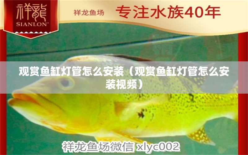 觀賞魚缸燈管怎么安裝（觀賞魚缸燈管怎么安裝視頻） 暹羅巨鯉