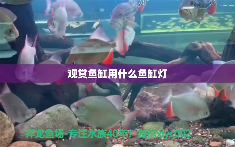 觀賞魚缸用什么魚缸燈