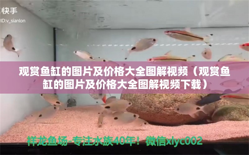 觀賞魚缸的圖片及價格大全圖解視頻（觀賞魚缸的圖片及價格大全圖解視頻下載） 祥龍水族醫(yī)院